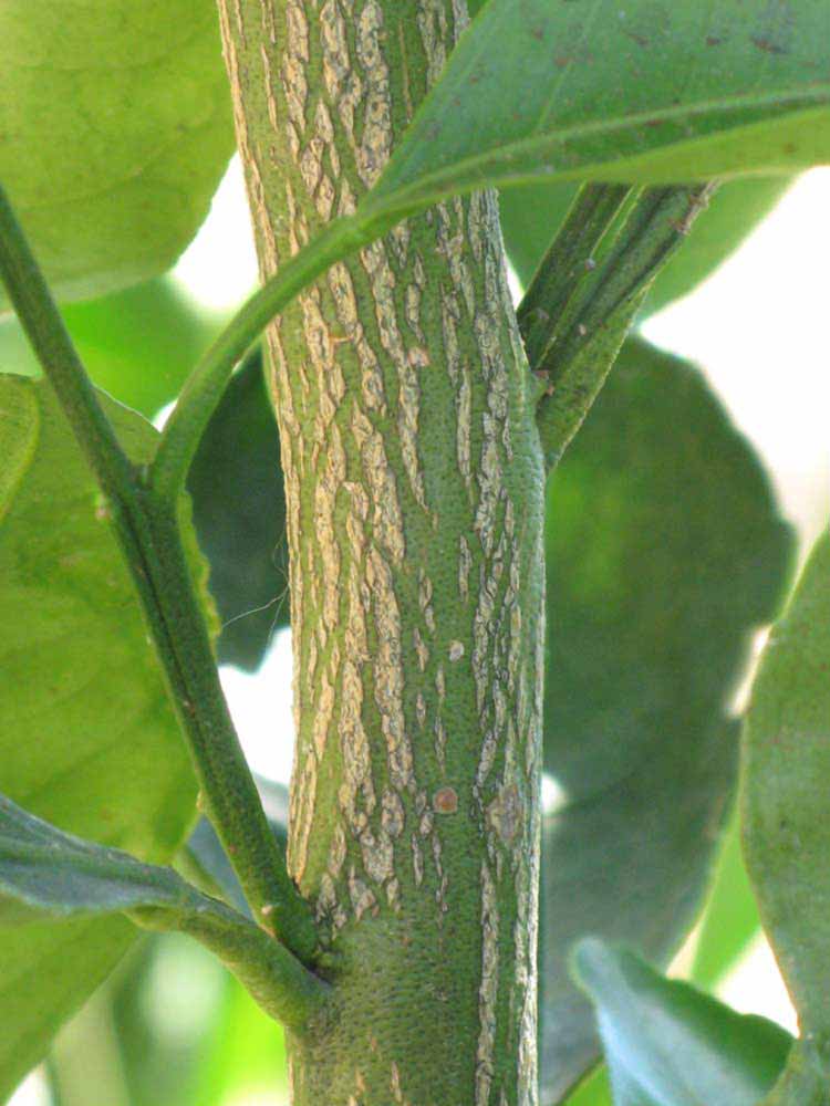              Second - third year twig (Riverside, CA)       